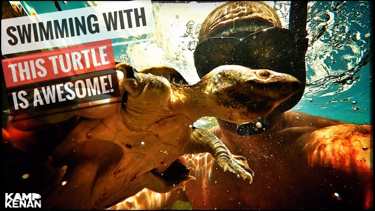 Swim with a GIANT Musk Turtle in my Pond!