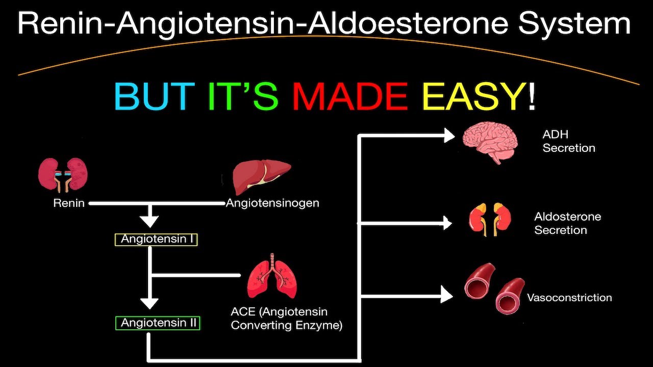 Physiology: Renin-Angiotensin Aldosterone System (RAAS) BUT MADE EASY! WHAT? HOW!!? (Kidney)