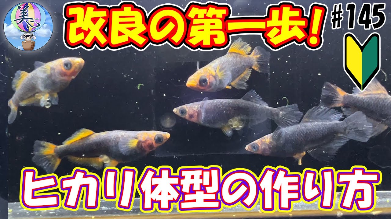 改良の第一歩！お気に入りメダカのヒカリ体型を作ってみよう♪【初心者向けめだか改良】＃１４５ ～美心めだか～