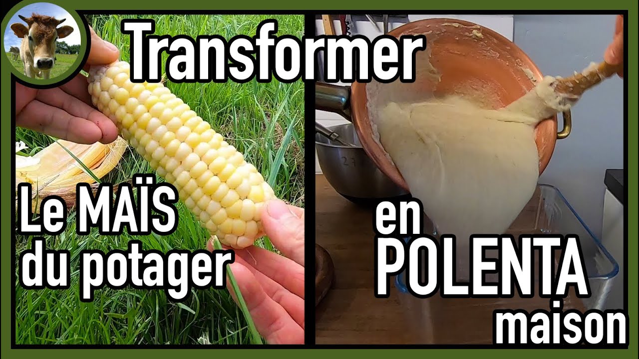 Faire de la POLENTA maison avec le maïs du potager 🌽  ｜ Transformation étape par étape 👨‍🍳