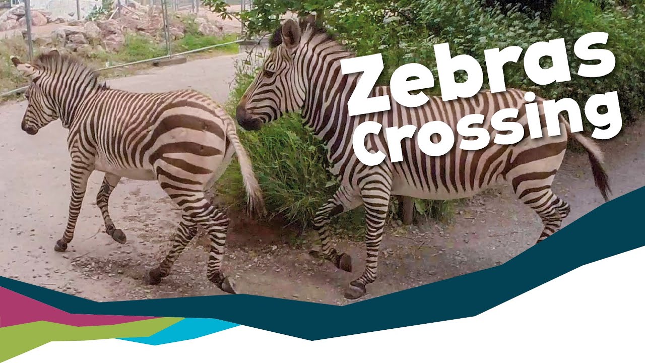 Moving Zebras To Their New Enclosure [Paignton Zoo]