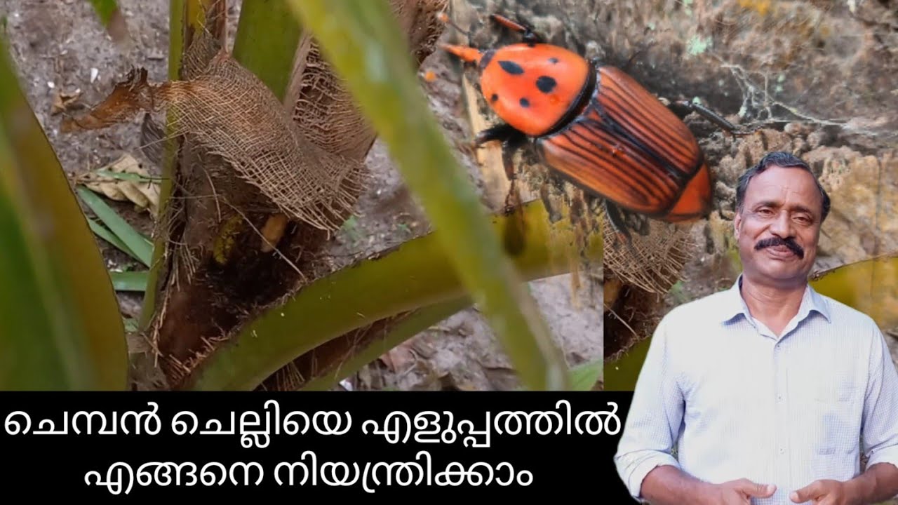 ചെമ്പൻ ചെല്ലി|chemban chelli|krishi |thengu krishi|coconut cultivation | krishi malayalam