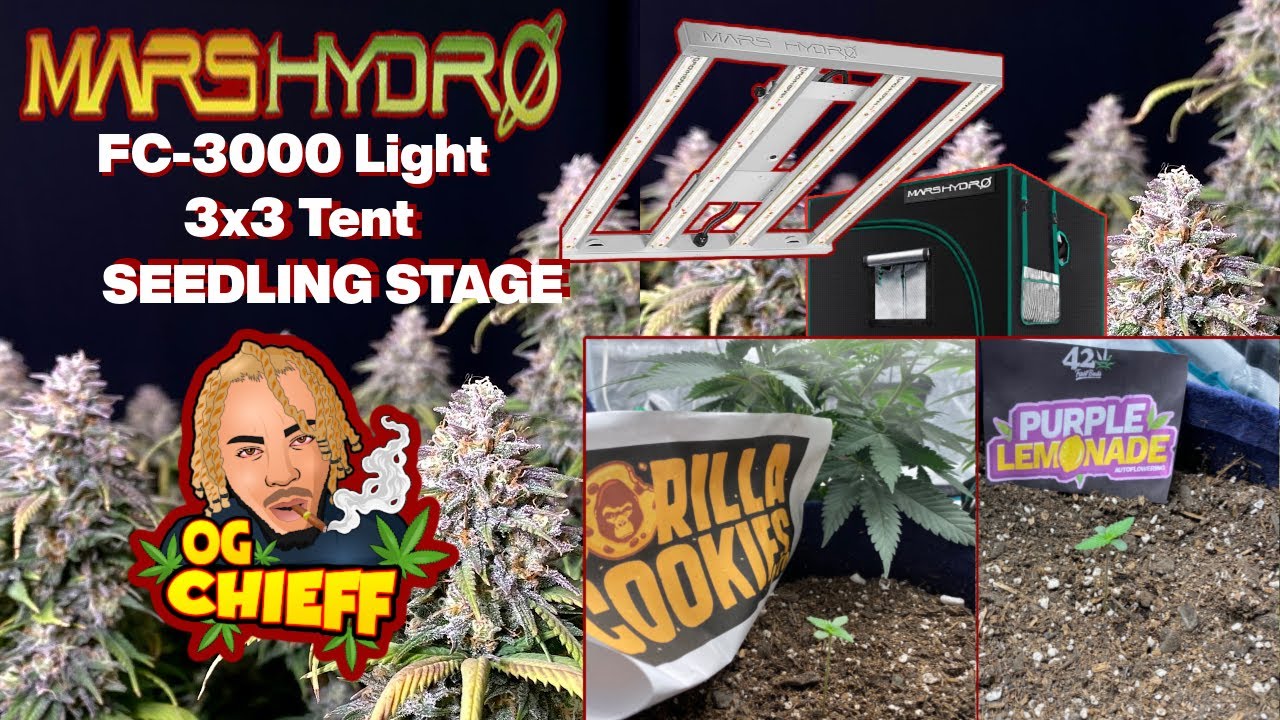 Mars Hydro FC-E3000 3x3 Budget Grow SEEDLING STAGE - Seed to Harvest