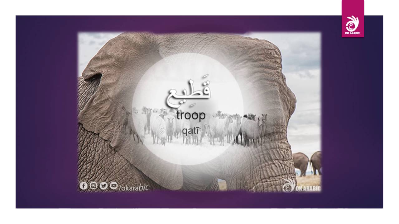 Learn Arabic for Beginners - Vocabulary 3