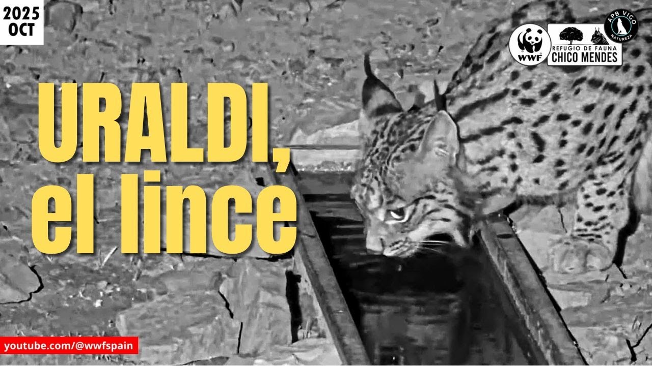 🐾 Uraldi | Territorio Lince