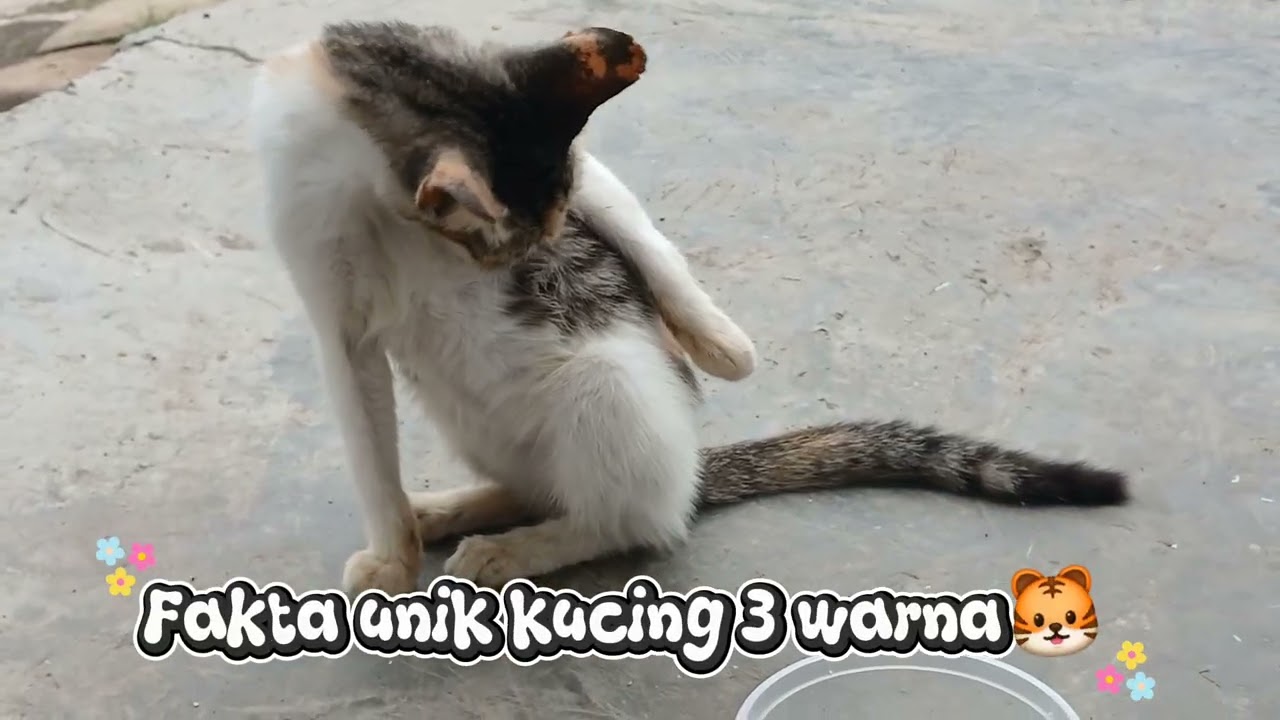 Mengulas kucing liar || kucing 3 warna || 🐯