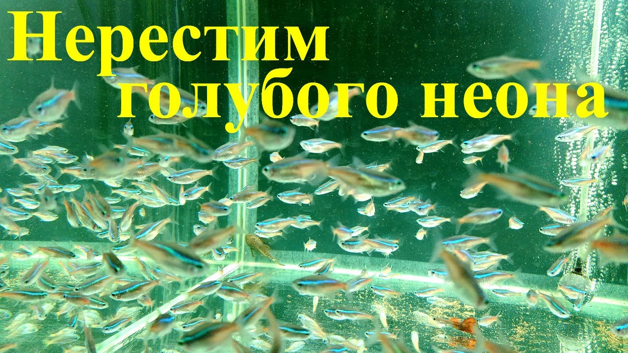 Как я нерестил пожилого голубого неона...  Что получилось?