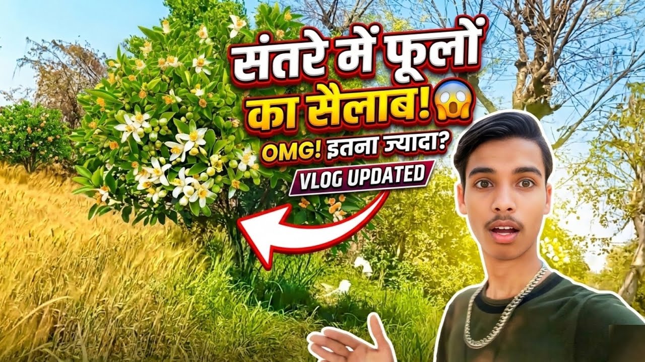 संतरे के पेड़ में आए ढेर सारे फूल! 😱 | Orange Farming Vlog 🍊 :- #vlog #rahulvlog966