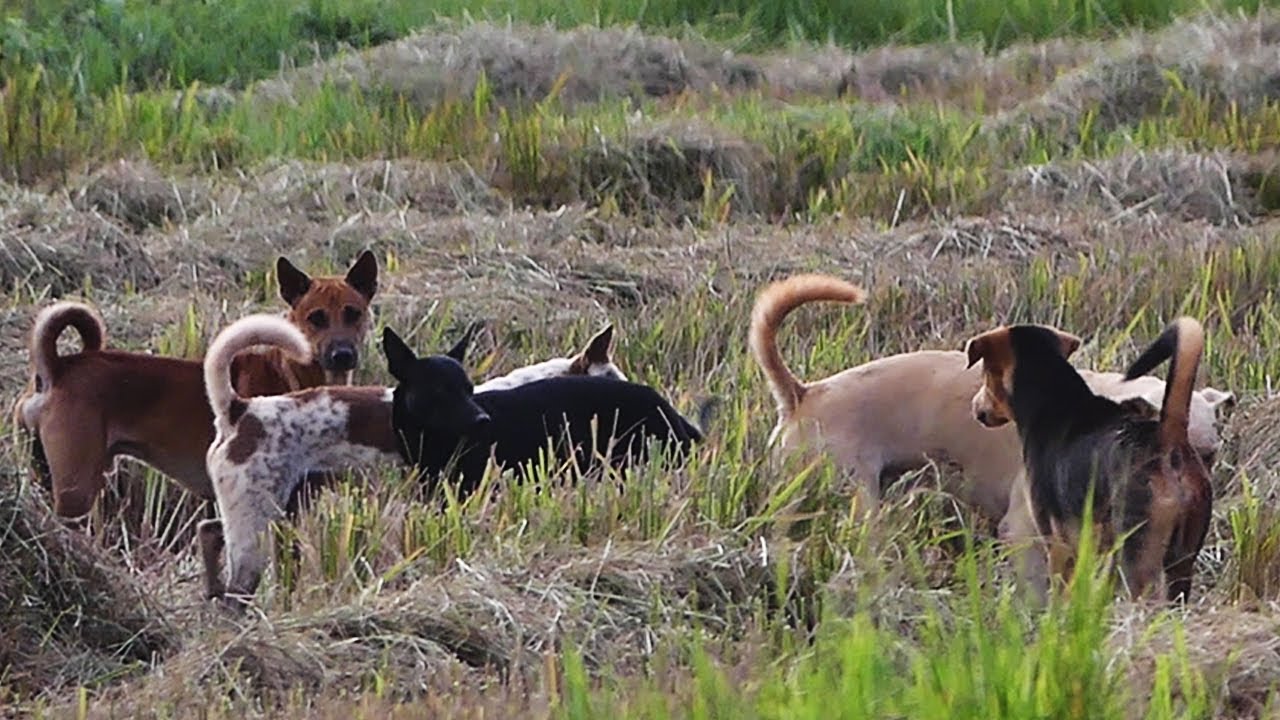 When our three dogs facing others two countryside dogs || # 928 Nature Show