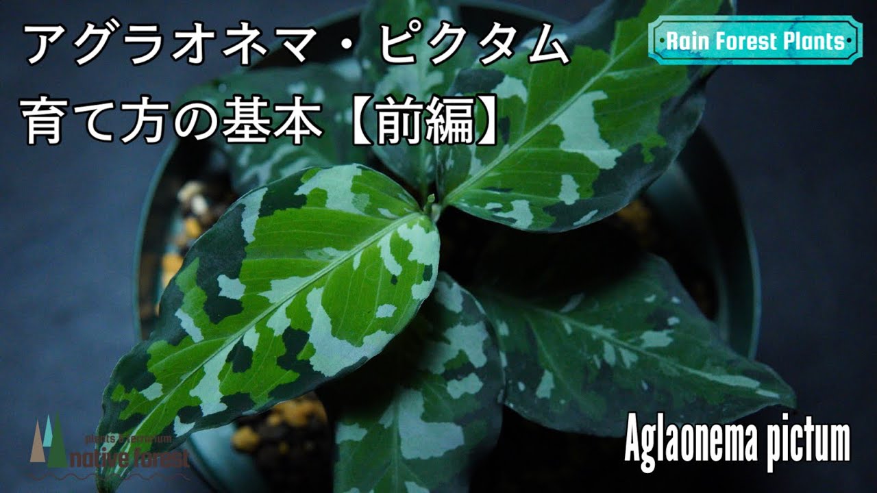【前編】アグラオネマ・ピクタムの育て方の基本