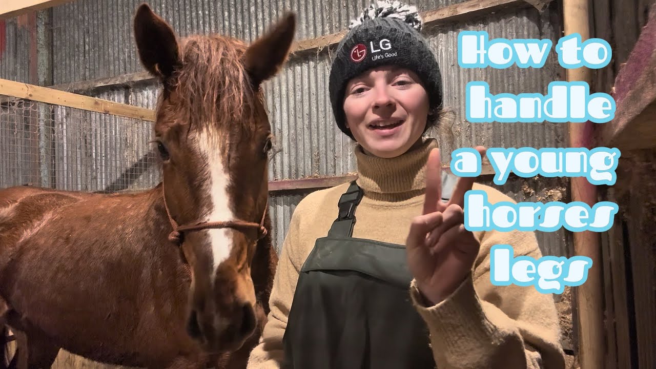 How to handle a young horses legs safely | Abigail’s Horses | Mountain View Equine 