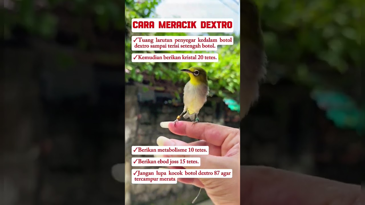 racikan doping pleci #burung #mangkicauoffecial #kicaumania #burungkicaudialamliar #birds #masteran
