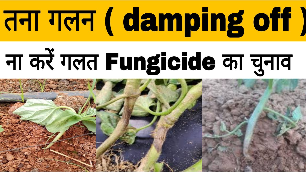 तना गलन रोग | टमाटर तना गलन | मिर्च में तना गलन | damping off fungicide | damping off disease |