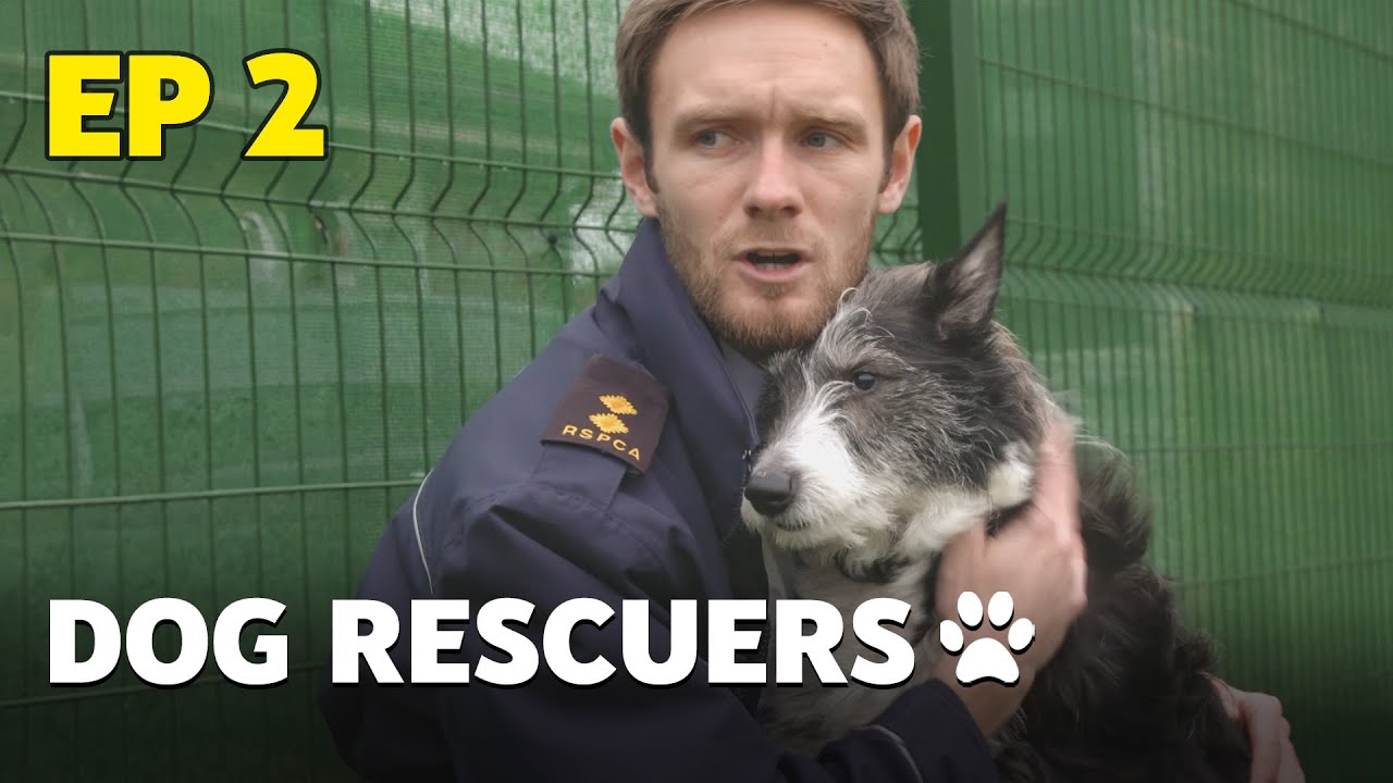 The Dog Rescuers: Episode 2 - Miracle Mutts - Animal Documentary