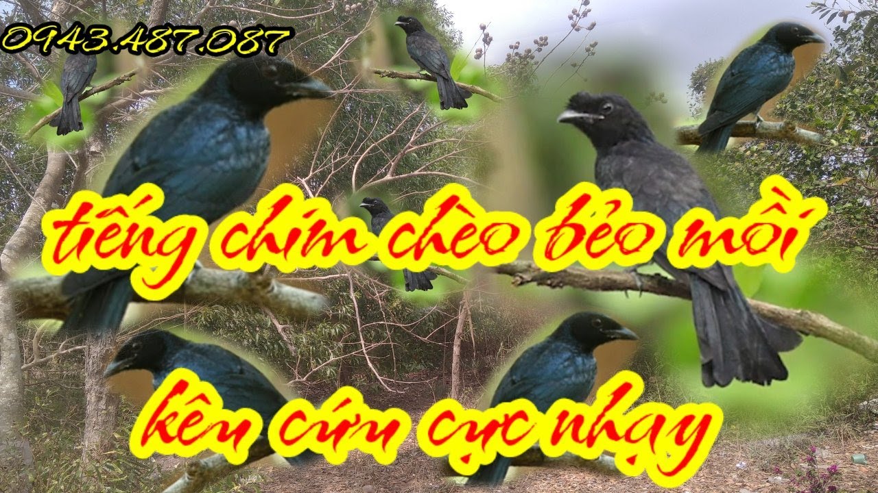 Tiếng chim chèo bẻo mồi kêu cứu cực nhạy đánh là dính
