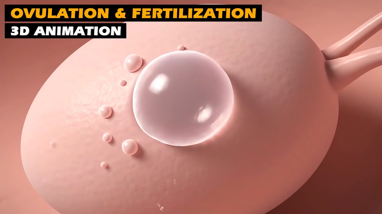 Ovulation & Fertilization | 3D Animation