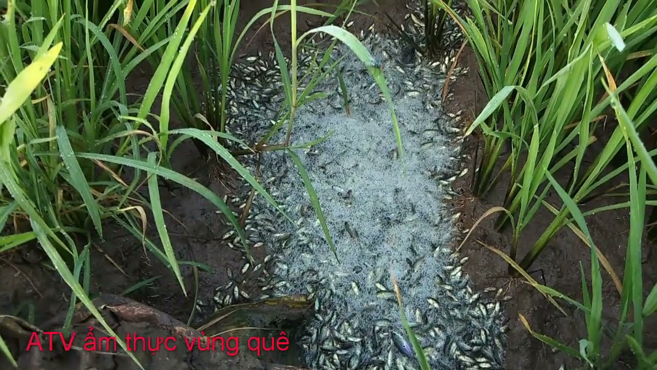 HÀNH ĐỘNG ĐẸP GIÃI THOÁT HÀNG NGHÌN CON CÁ RÔ BỊ MẮC CẠN