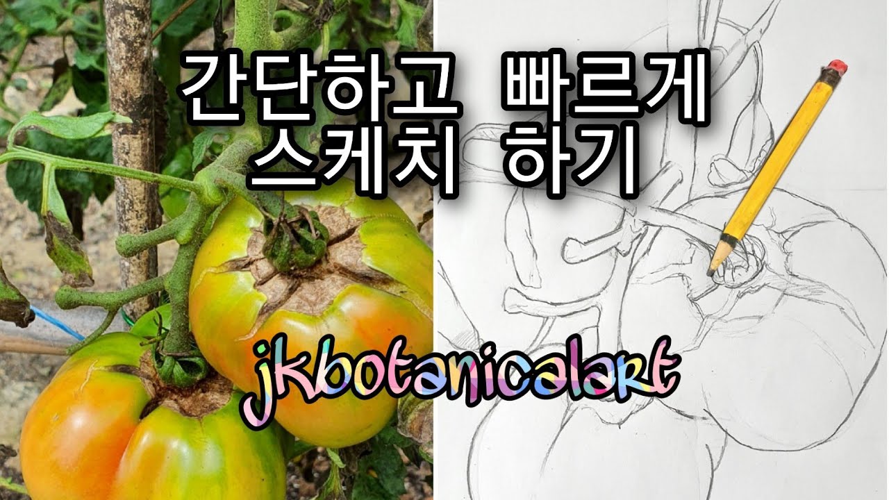 간단하고 빠르게 스케치 해봐요 + 연필스케치 +토마토