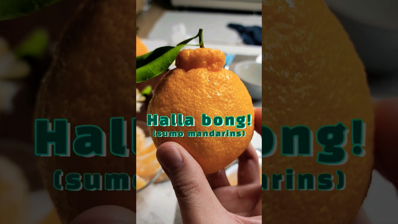 How to peel SUMO mandarins the correct way 🍊 #fruit #youtubeshorts #mandarin #hallabong