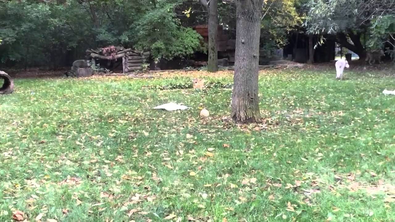 Wolf Feeding at the Zoo