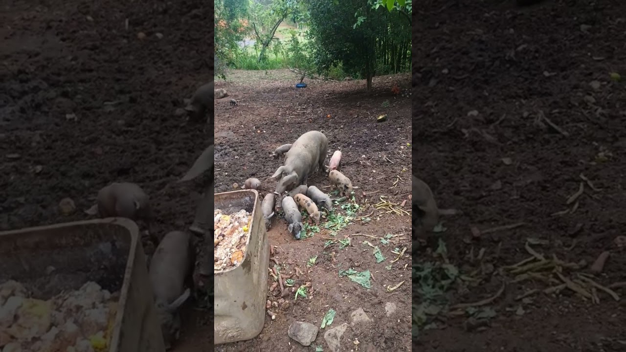 Criar porco caipira da lucro sim basta ter força de vontade 