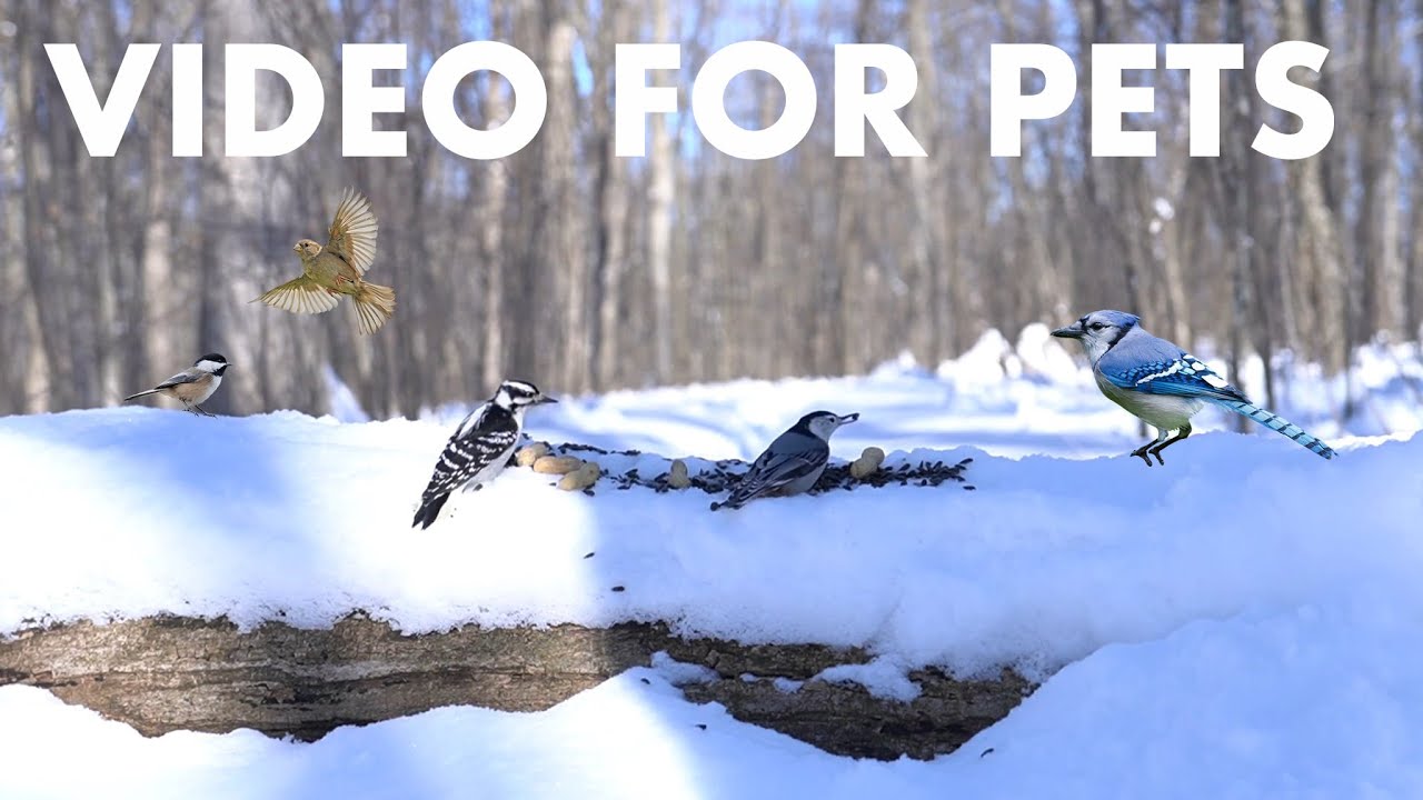 Cat TV for Pets to Watch 🐱 - 10 Hours of Forest Friends in a Winter Wonderland - Feb 06, 2026