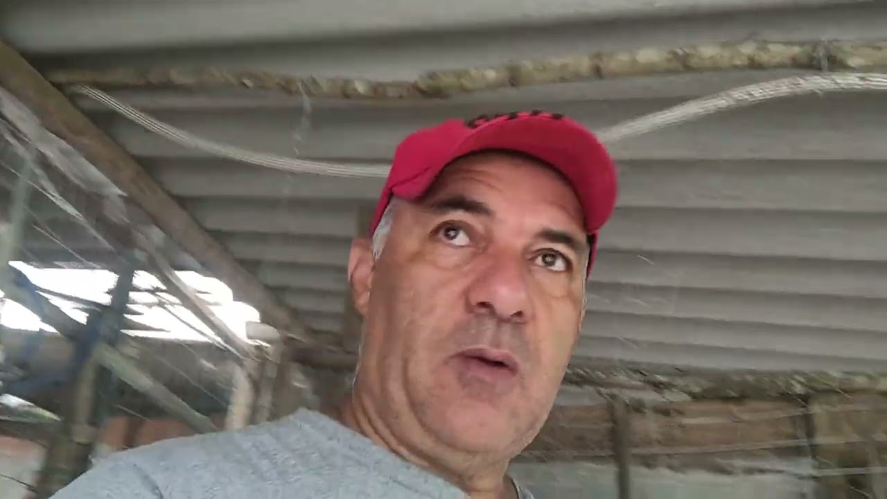 Olhas as franquinhas de postura verde 