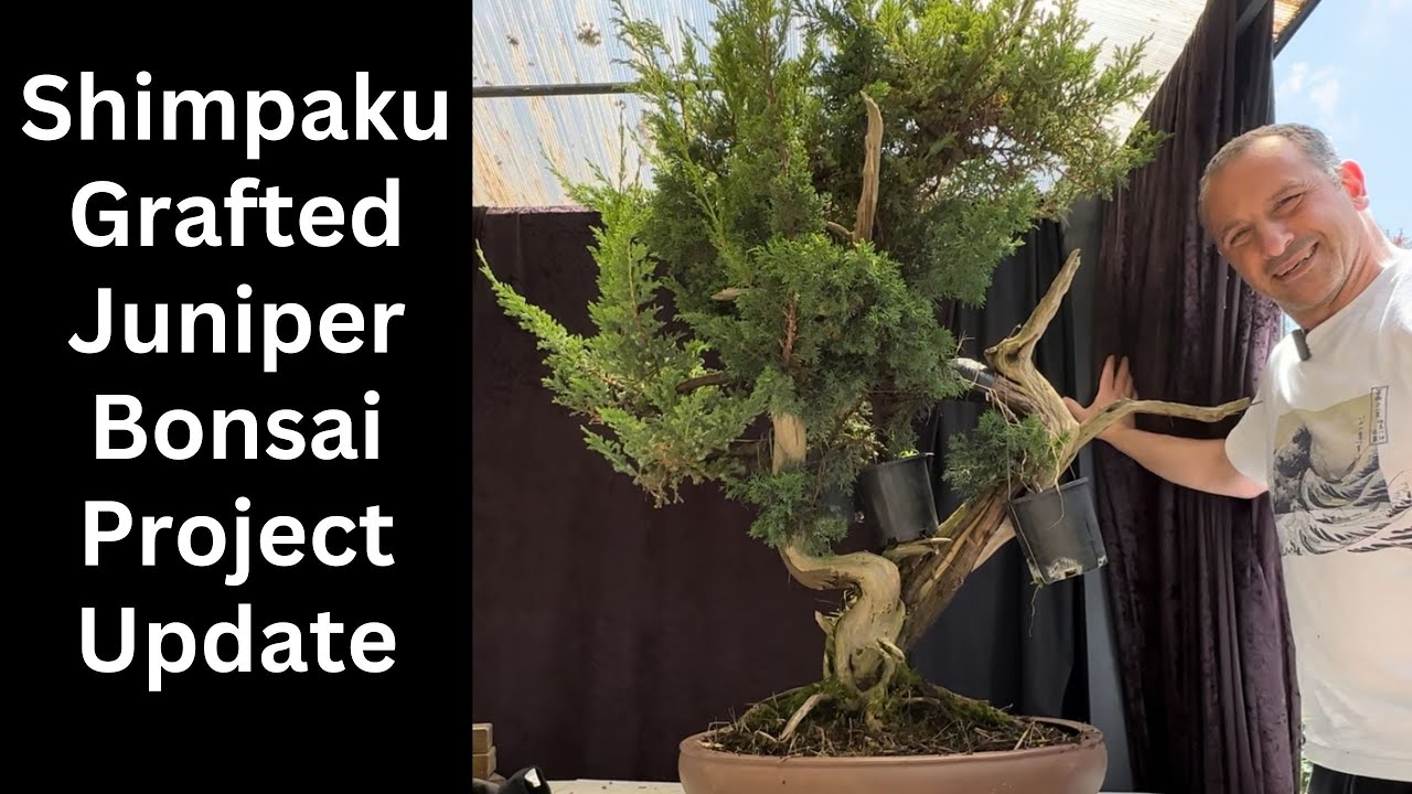 Transforming a Juniper Squamata Bonsai with Shimpaku Grafting | Bonsai Project Progress