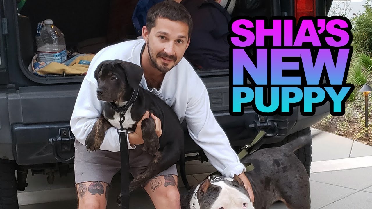 Delivering Shia Labeouf's New Puppy!
