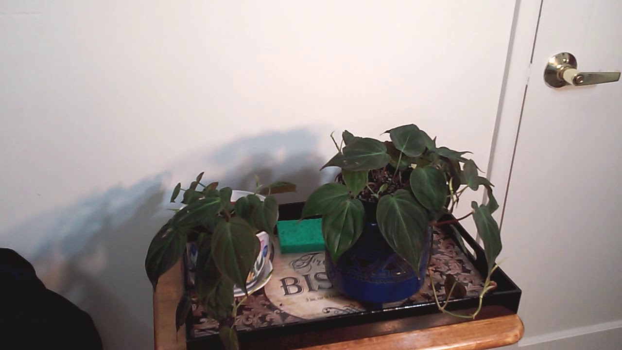VELVET LEAF PHILODENDRON (PHILODENDRON MICANS) ❤