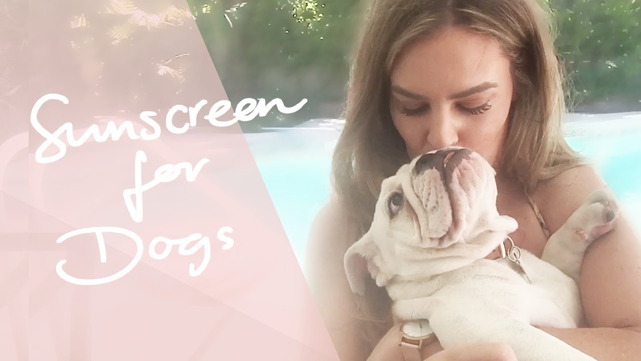 WHY YOU SHOULD PUT SUNSCREEN ON YOUR DOG - Sun Protection for Dogs - Dr Kate Adams - Bondi Vet