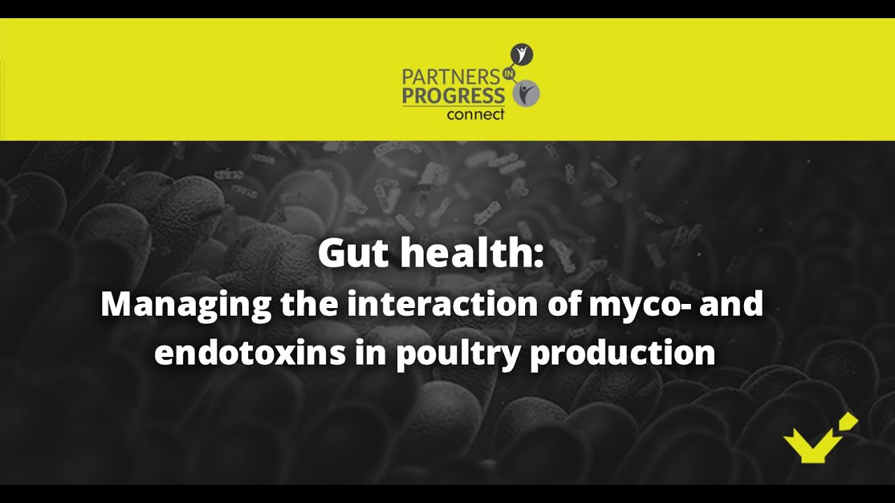 Gut health: Managing the interaction of myco- and endotoxins in poultry production