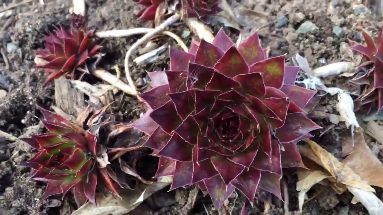beginnings of my cold hardy succulent garden...