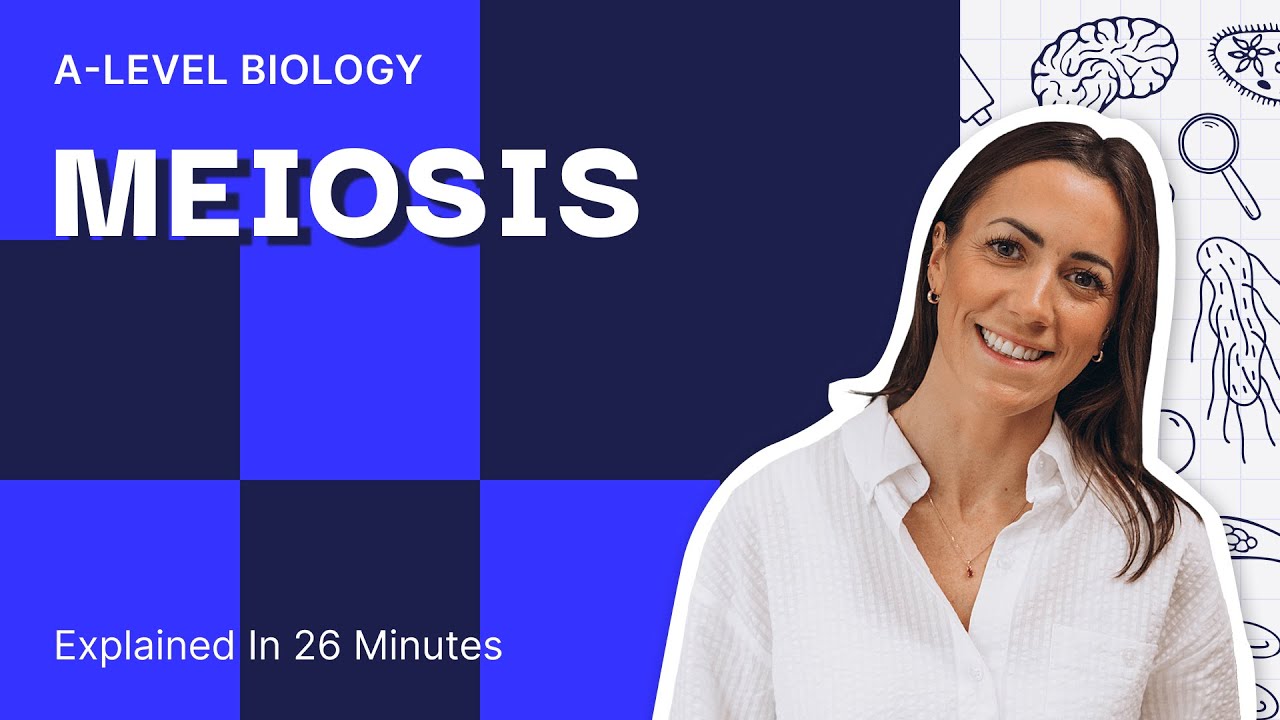 Meiosis Explained | A-Level Biology