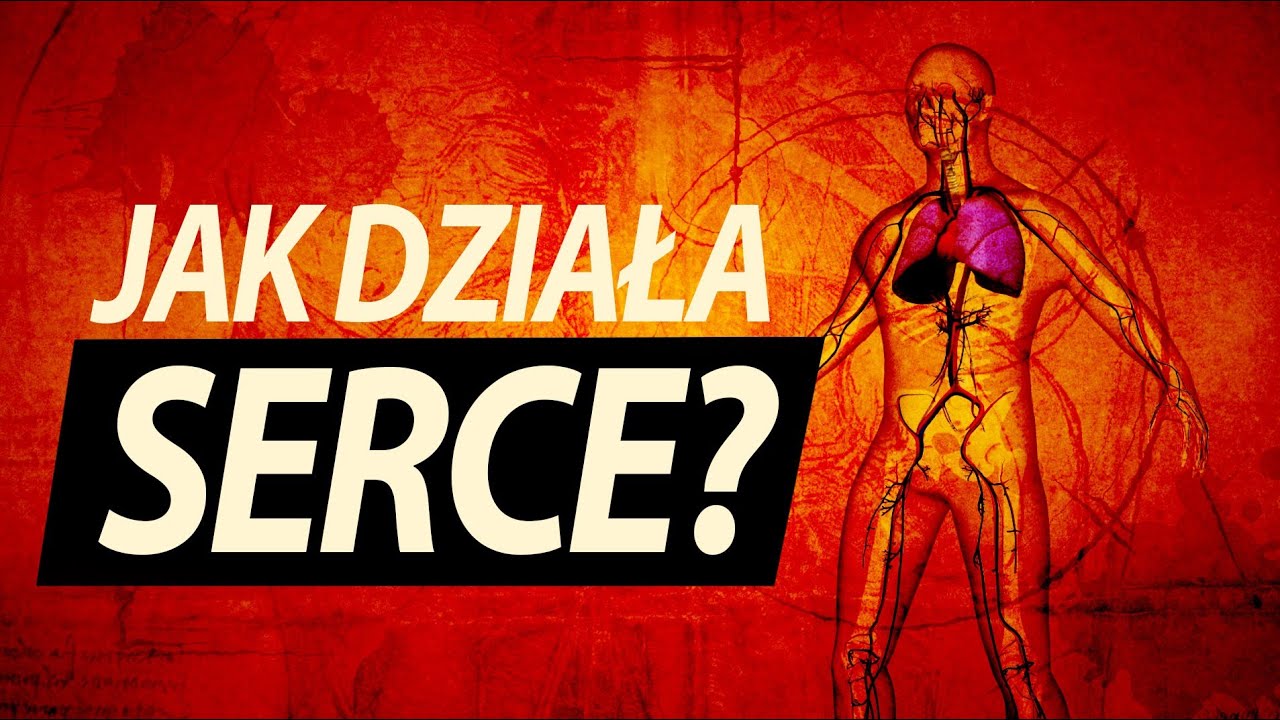 Serce: co jest w środku?