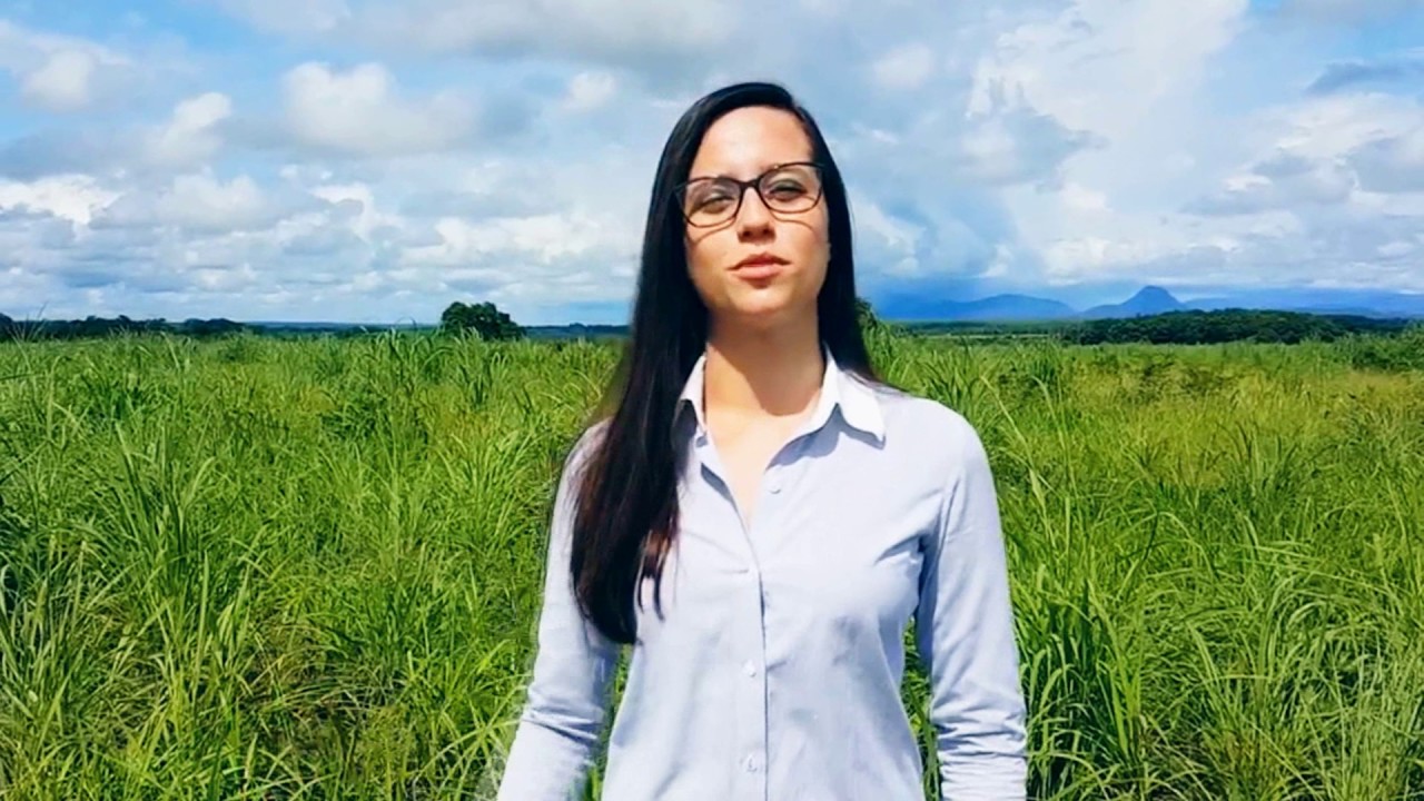 video forragem andropogon fazenda dons Leila