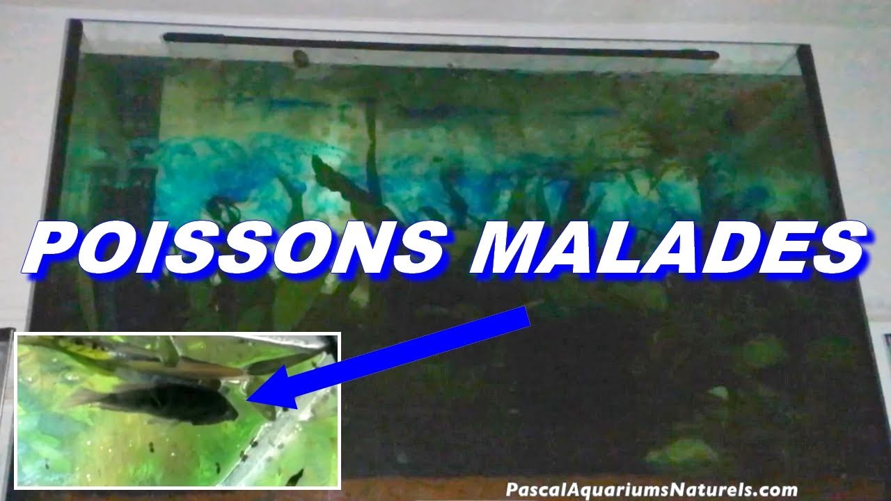 Maladie des points blancs - ça tourne mal ? Pascal Aquariums Naturels