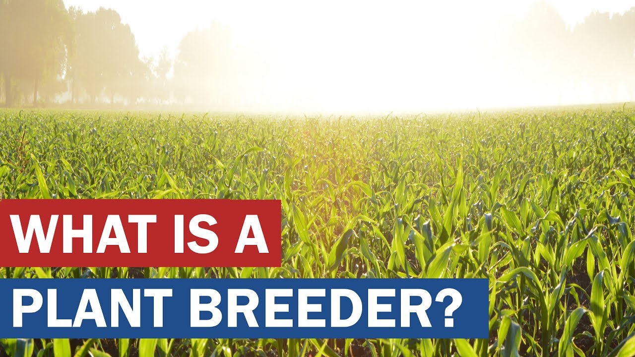 What is a Plant Breeder?