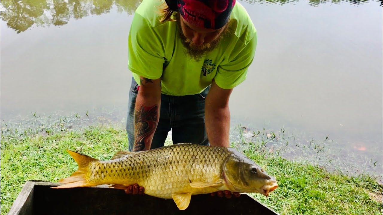 Rice Season is Here! Trying New Flavors and Pickups - Carp Fishing