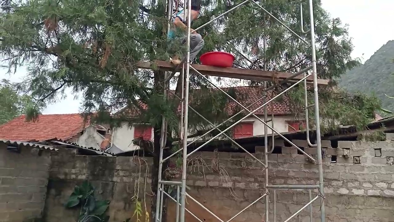 cây hoàng đàn tuyết lạng sơn giá khủng trên trời