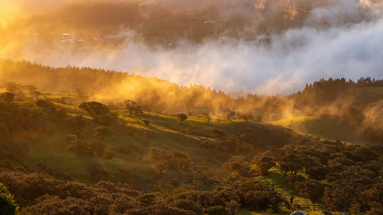Nez de Bœuf - Réunion
