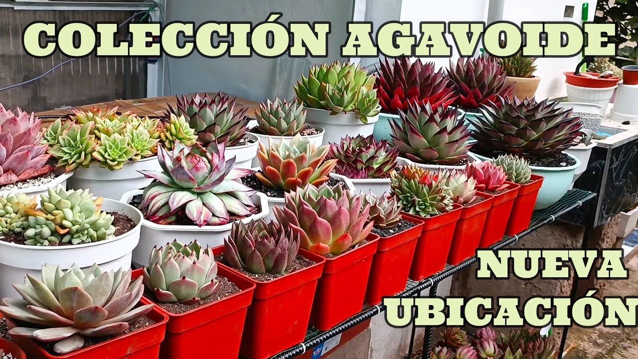 Nuevo espacio para nuestra colecci&oacute;n AGAVOIDE #suculentas #echeveria #agavoides