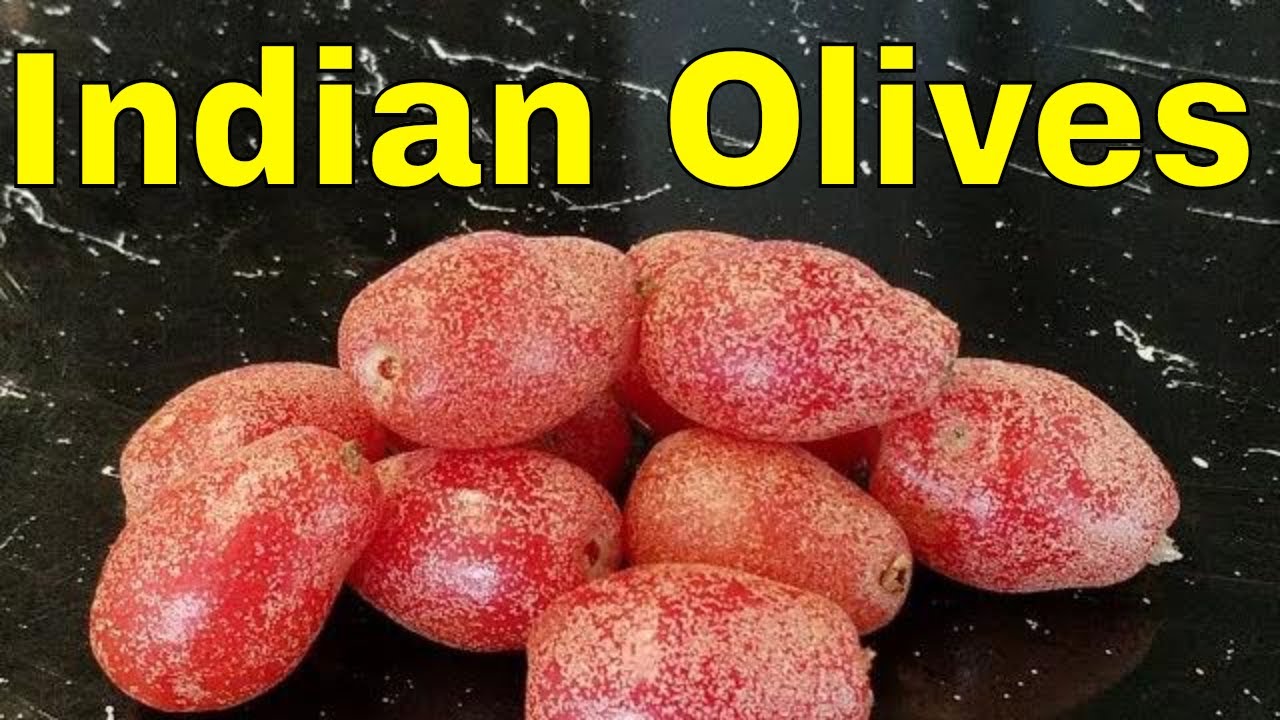 Indian Olive (Elaeagnus latifolia) - Weird Fruit Explorer Ep 302