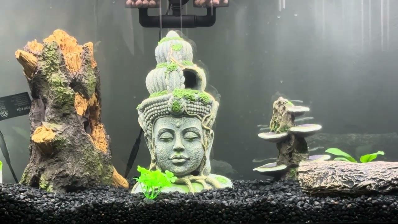 Male Moves the Rock… Female Said NOT Today 😅🔥 | Convict Cichlid Breeding Behavior #cichlid #fyp 