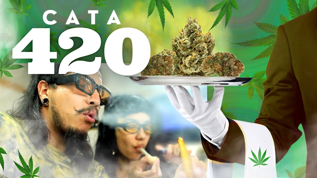 As&iacute; es una CATA de CANNABIS 🍁  | Cultura Para Cultivar