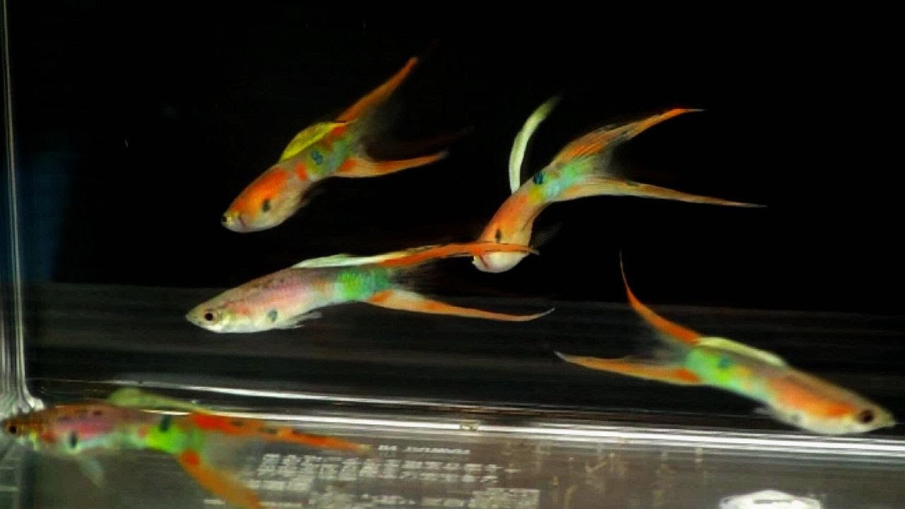 孔雀魚比賽得獎魚!2020第三屆屏東觀賞魚交流比賽 2020 Taiwan Pingtung Guppy Competition Winning Guppies
