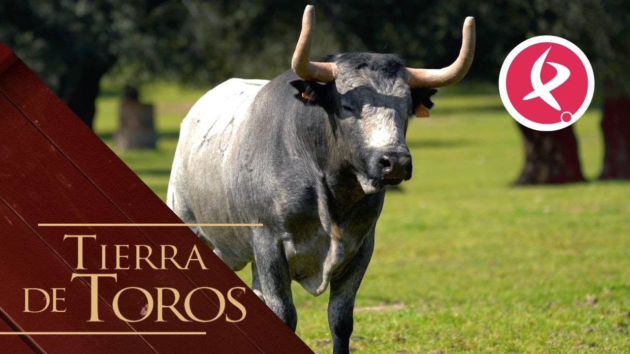 Batanero y Segurón serán protagonistas en los Sanjuanes de Coria | Tierra de Toros