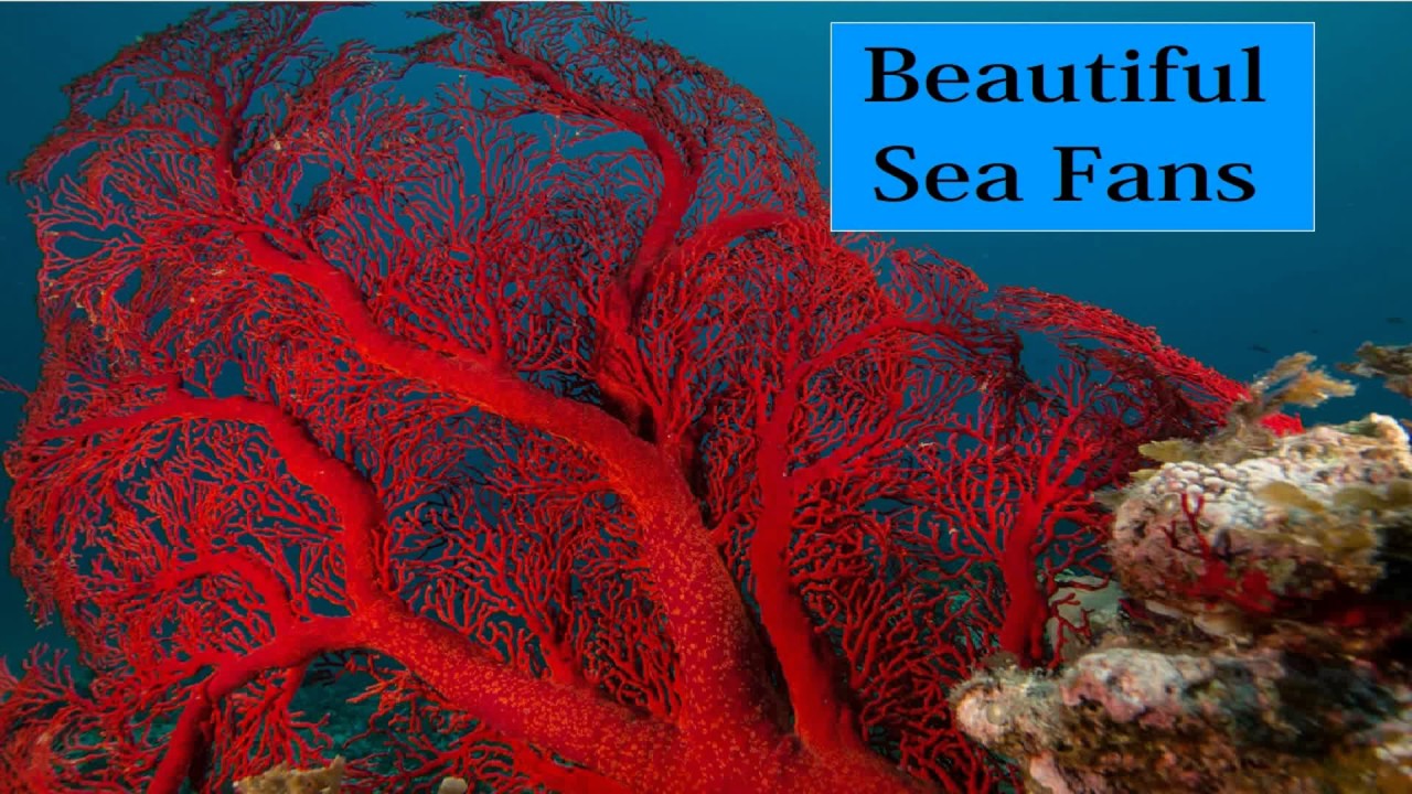 Beautiful Sea Fans