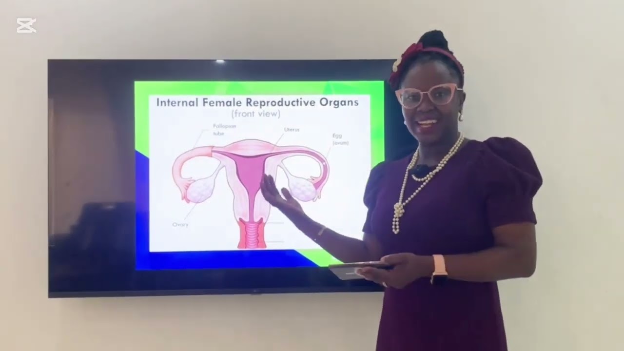 Learn about the Female Reproductive System as we celebrate the International Women's Day