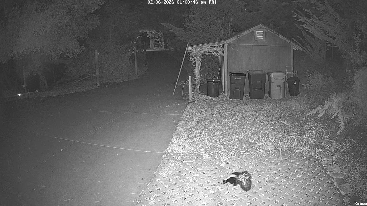 SLO County Creatures: Barn Owl Box